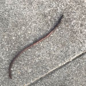 Meet your Posher, Annaleese